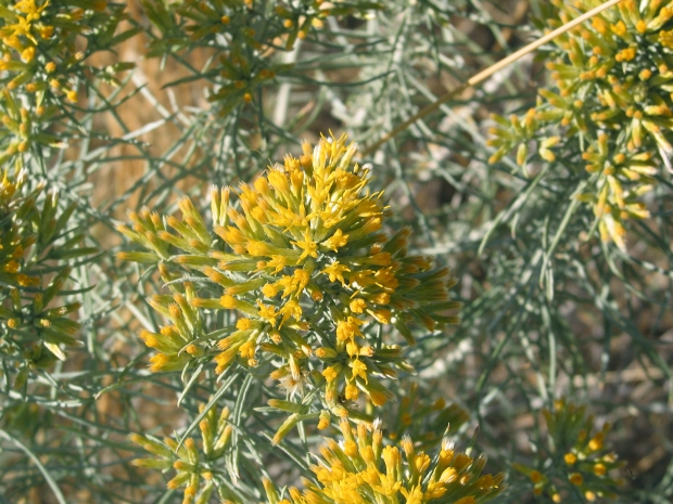 Gray rabbitbrush (Ericameria nauseosa)
